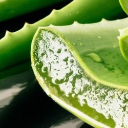 Aloë Vera Biologische Huidvernieuwende Body Scrub - 250ml