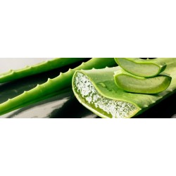 Aloë Vera Biologische Zachte Bodycrème - 250ml Aloë Vera Biologische Zachte Bodycrème - 250ml